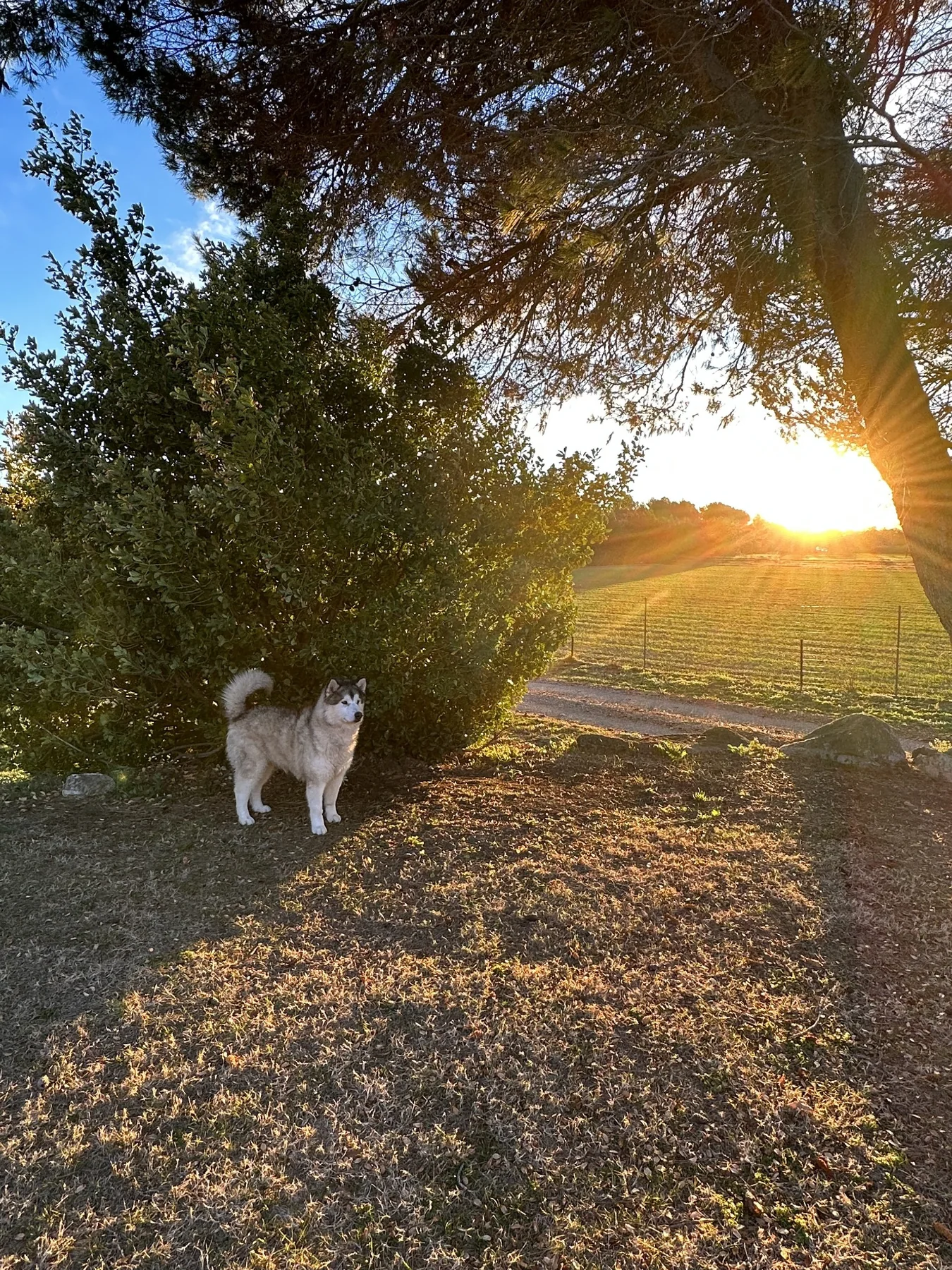 Un chien de L’Orée de la Crau au coucher du soleil