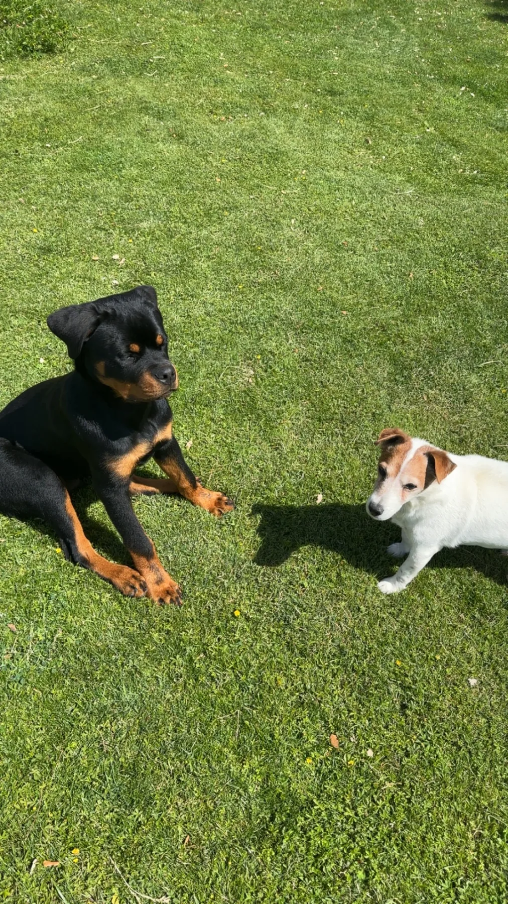 Les chiens de L’Orée de la Crau